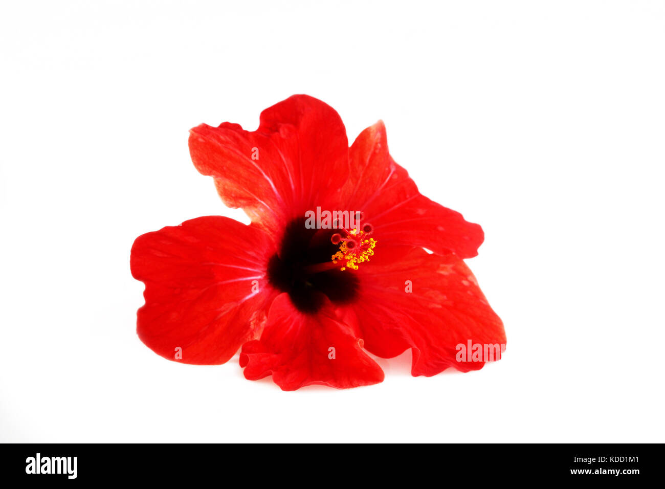 Red flower hibiscus family Malvaceae on a white background. Isolated. Stock Photo
