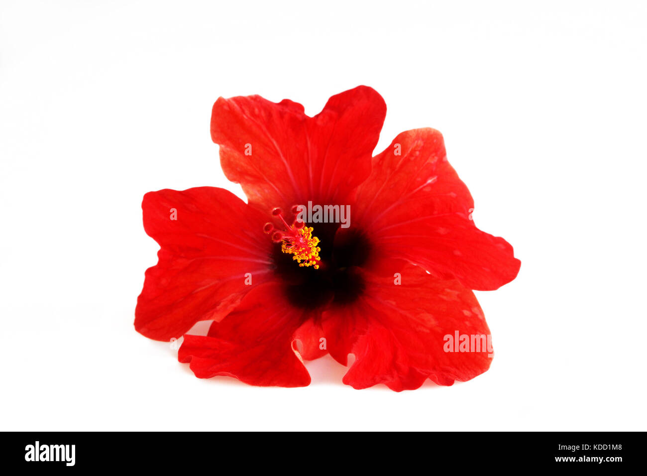 Red flower hibiscus family Malvaceae on a white background. Isolated. Stock Photo