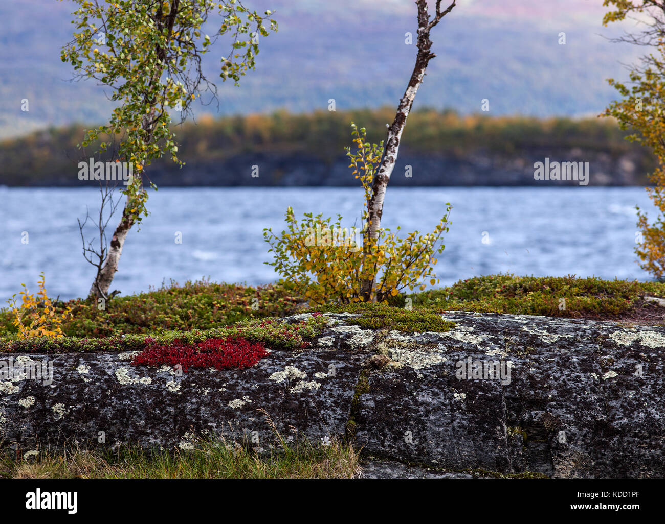 Alpine bearberry, mountain bearberry on a cliff this side a lake. Mountain in the background, autumn. Stock Photo
