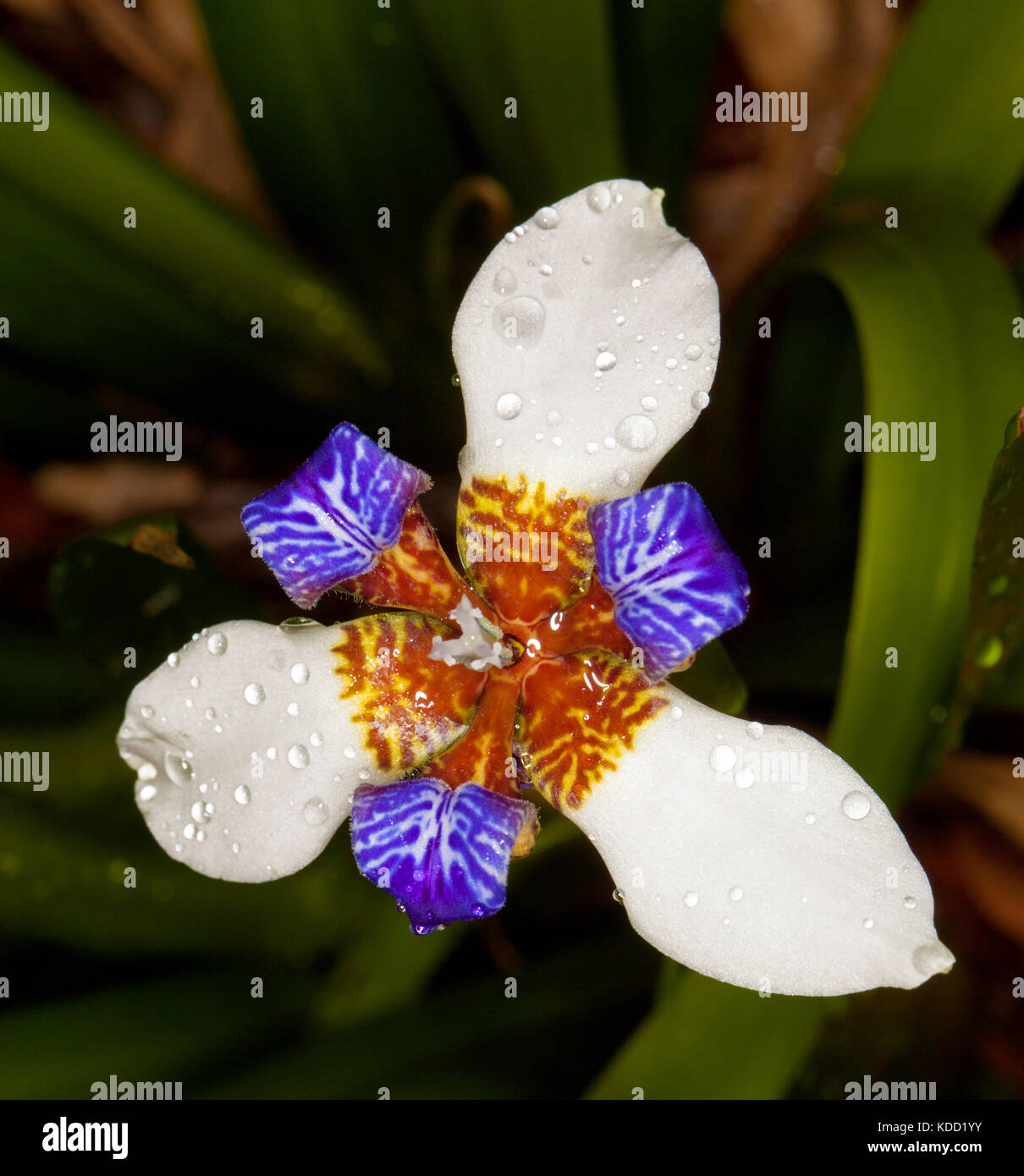Unusual white and blue flower of Neomarica gracilis, walking iris, with raindrops on petals against background of dark green foliage Stock Photo