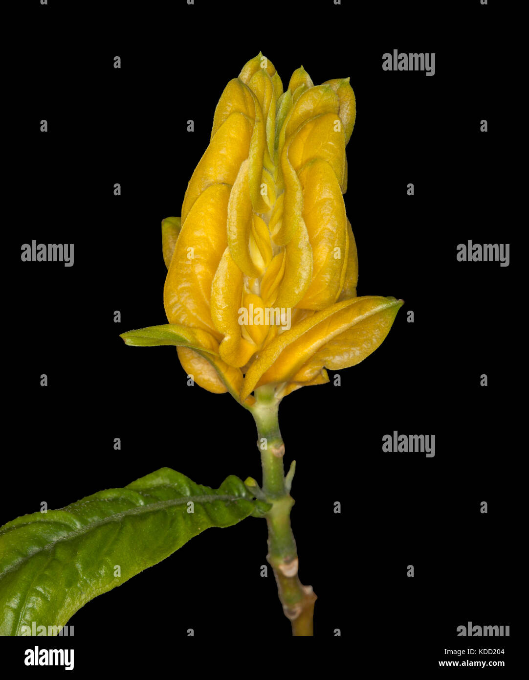 Vivid yellow flower bracts and emerald green leaf of flowering shrub Pachystachys lutea, Golden Candles, on black background Stock Photo