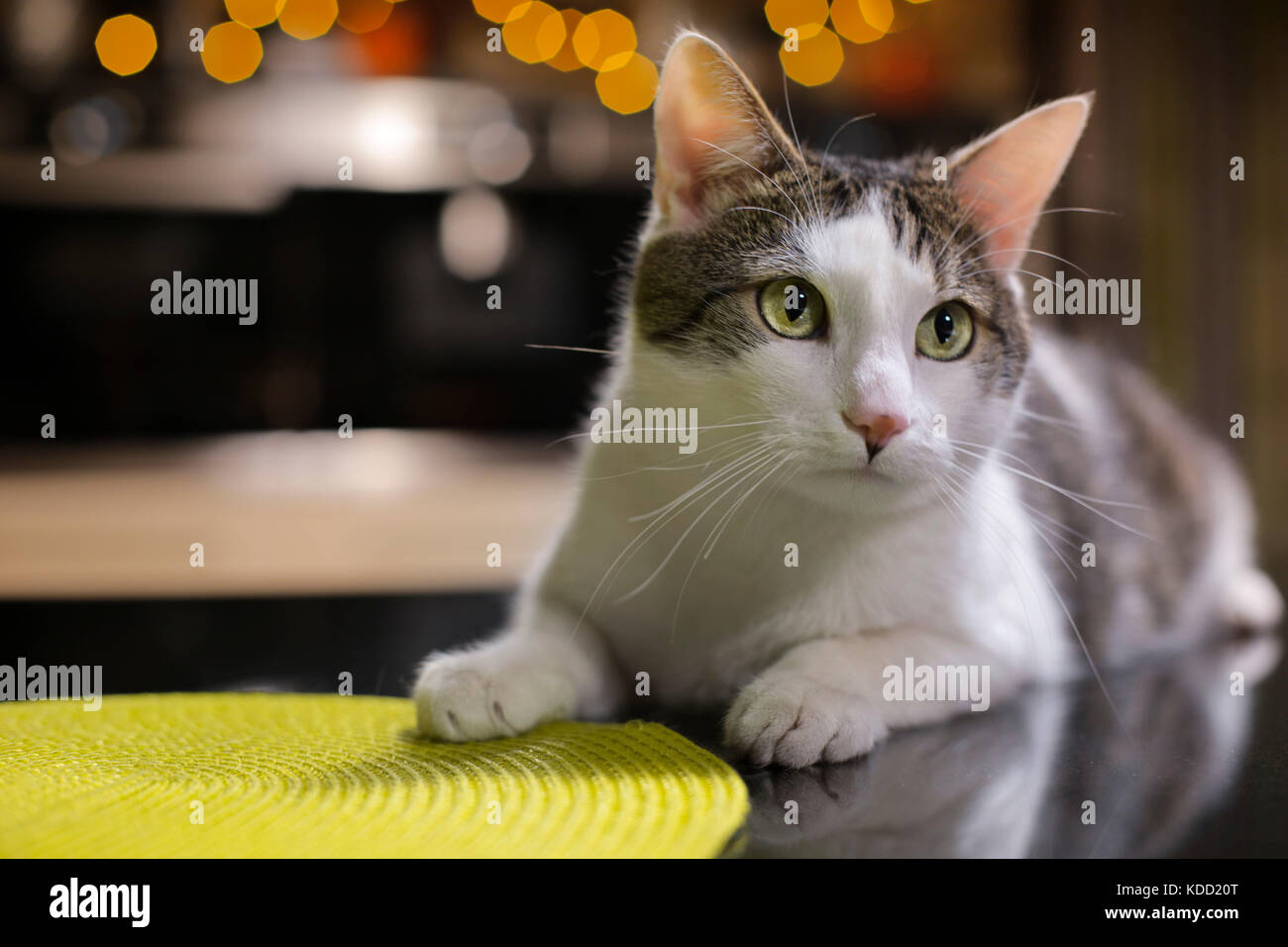 Lovely cat is lying on the black stone desk in the kitchen Stock Photo