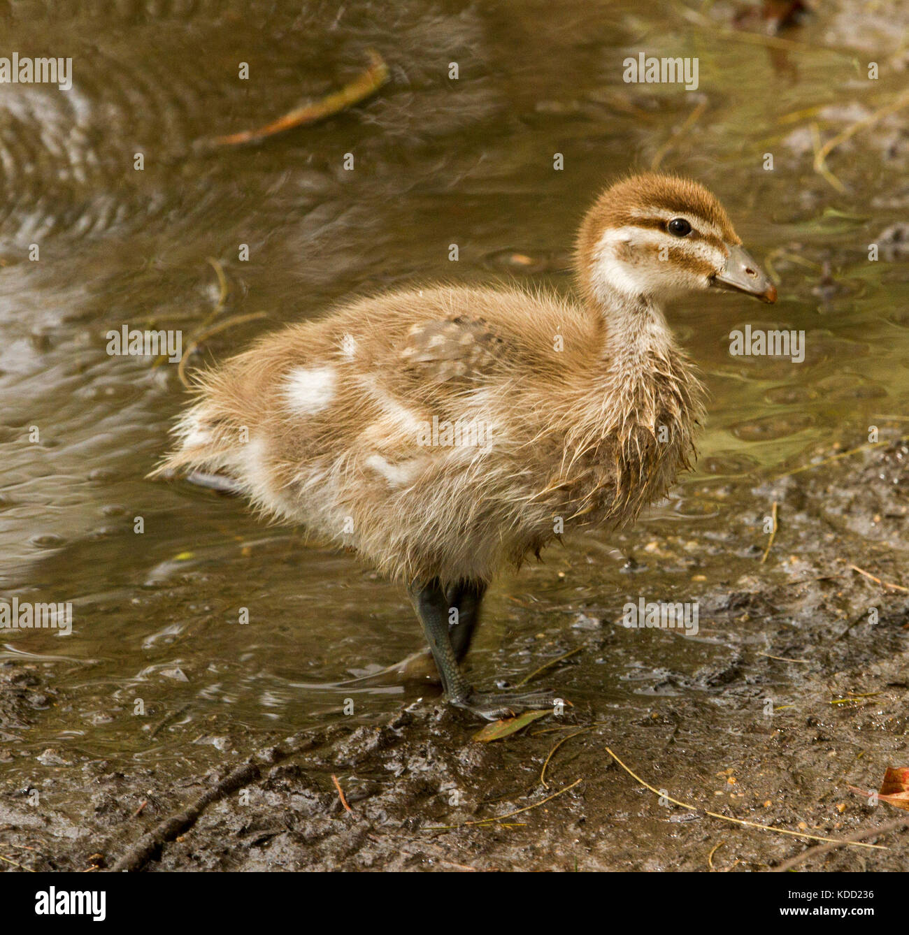 Baby Wood Ducks Jumping