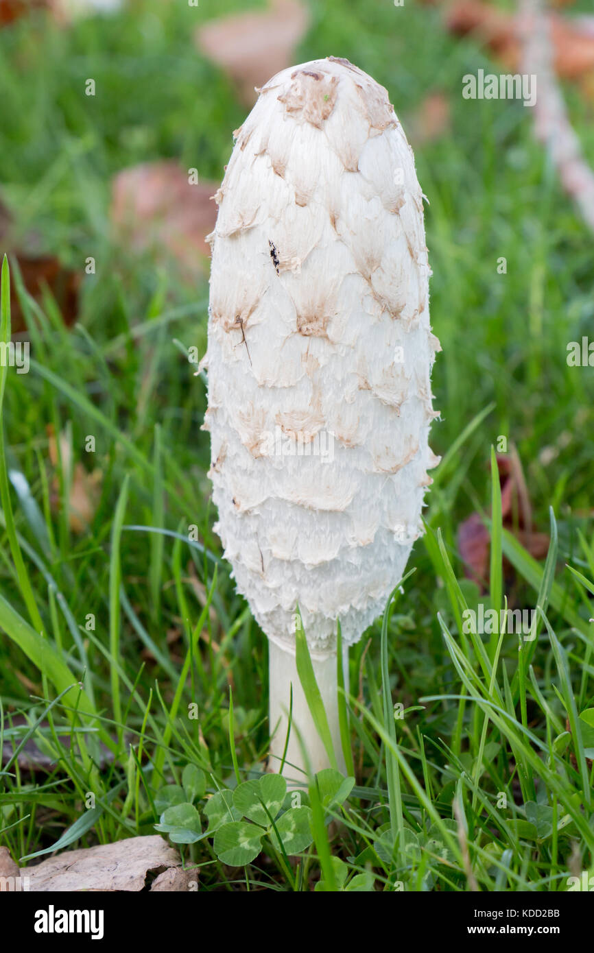Shaggy inkcap mushroom in a field during autumn Stock Photo