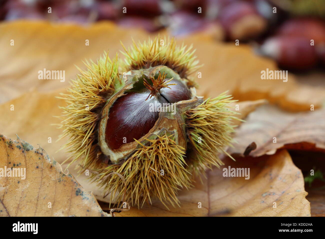 Chestnuts, husk and dead leaves after harvest during autumn Stock Photo