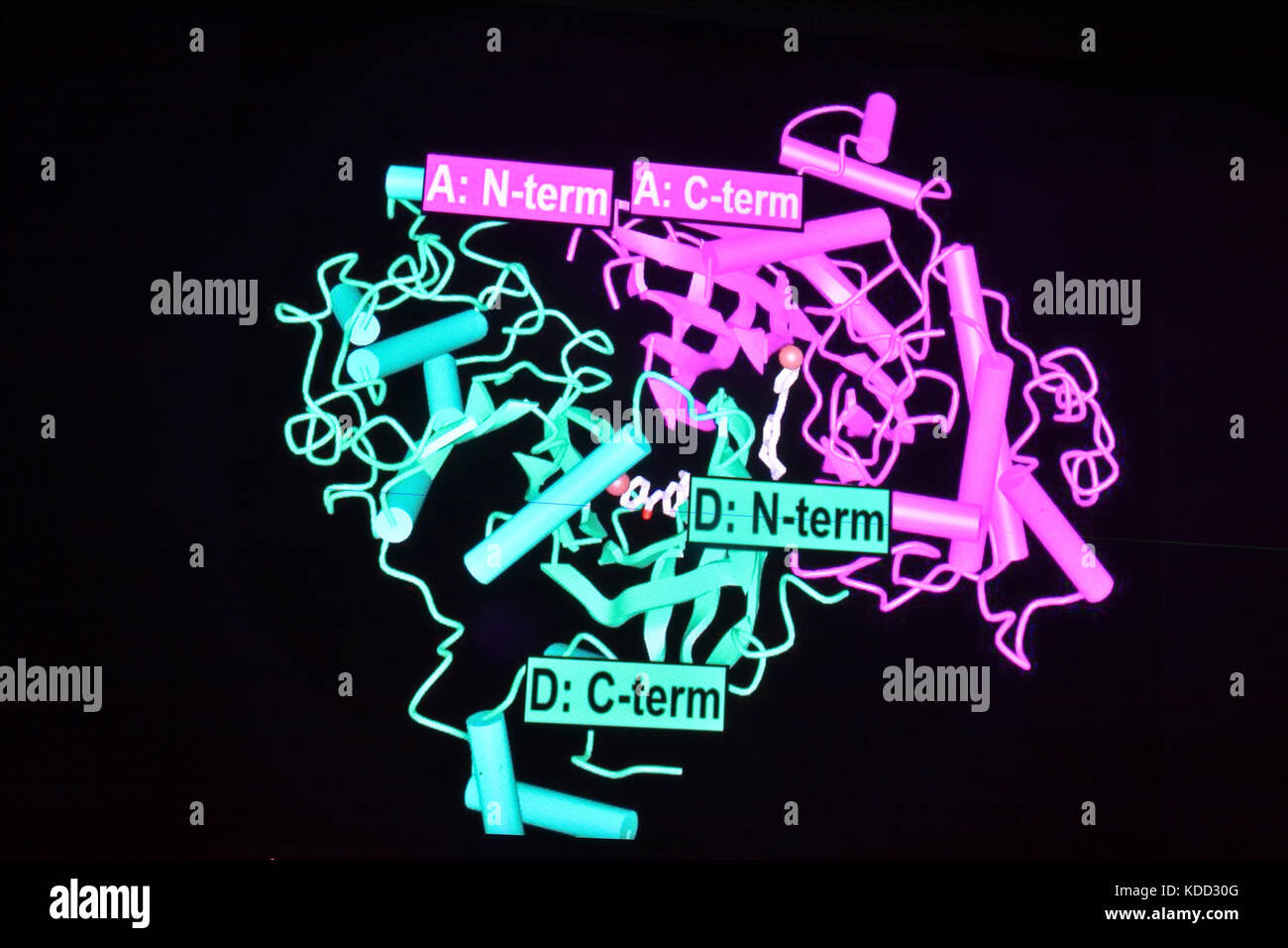 Structure of the protein molecule. Projection on the plane of the biopolymer structure. Stock Photo