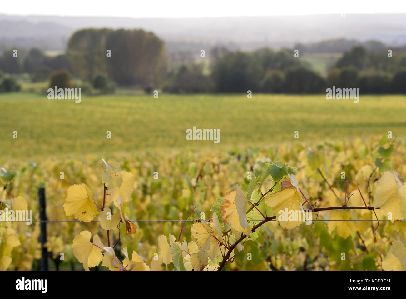 Rows of vines turning yellow in Autumn in a Kent,cur England, vineyard Stock Photo