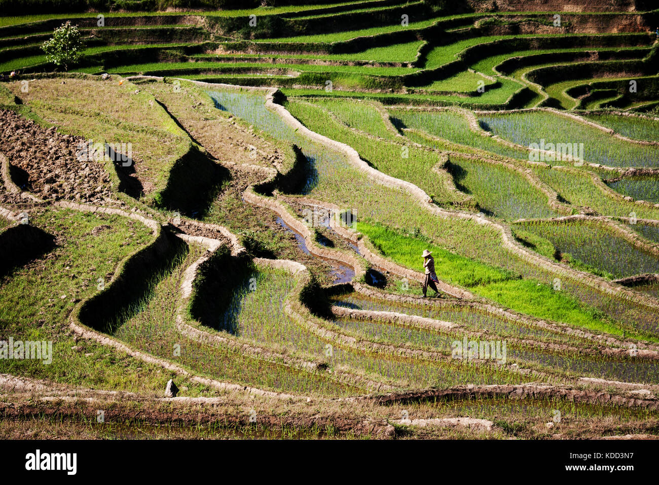 Tribal women walks across the famous rice terraces of Yuanyang in Yunnan. Beginning of the growing season when rice paddy crops are being prepared Stock Photo