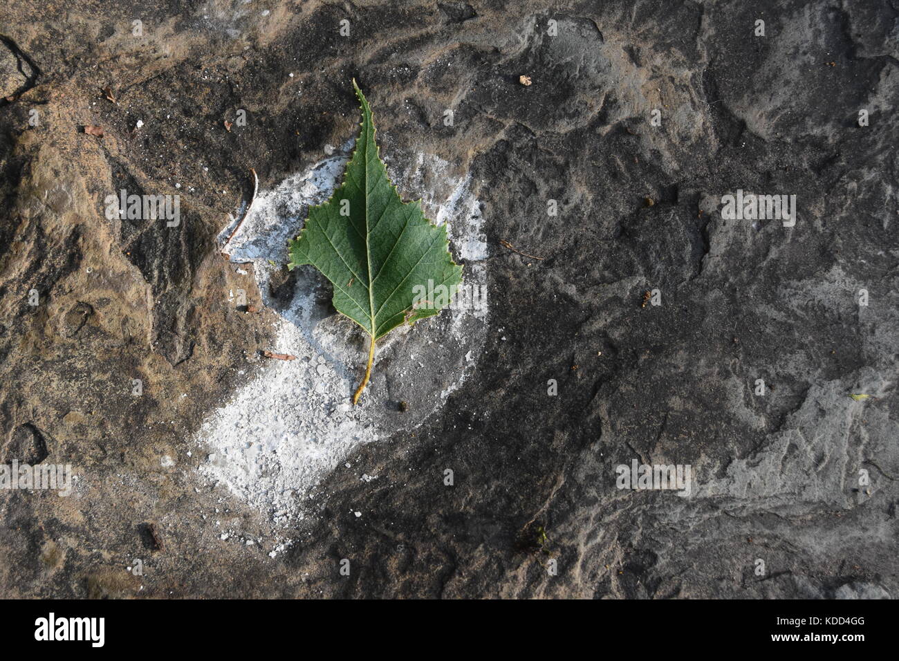 Artful image of green leaf atop textured stone Stock Photo