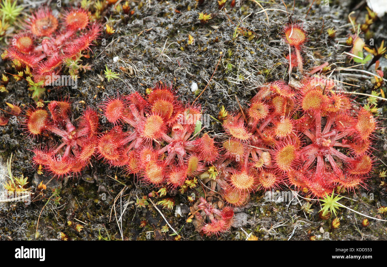 Roundleaved Sundew plants (Drosera rotundifolia) growing in Scotland