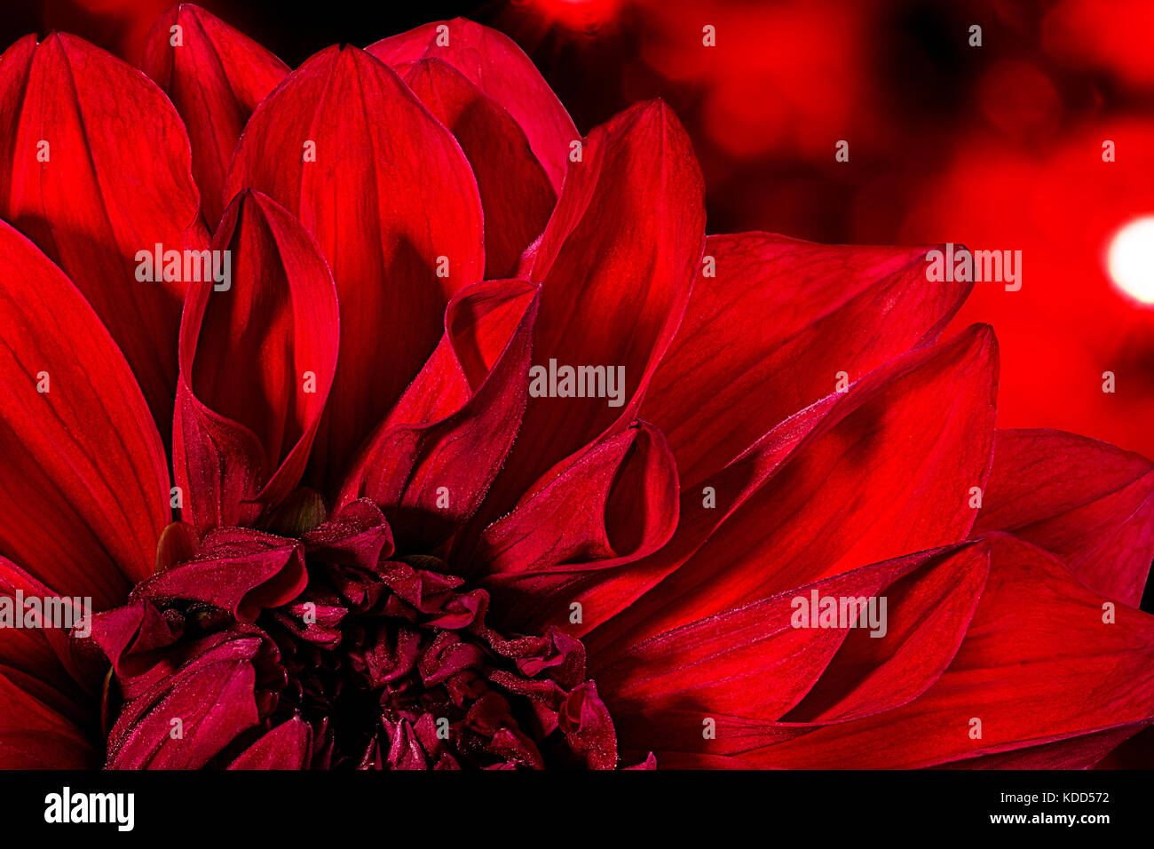 dahlia isolated on white background Stock Photo - Alamy