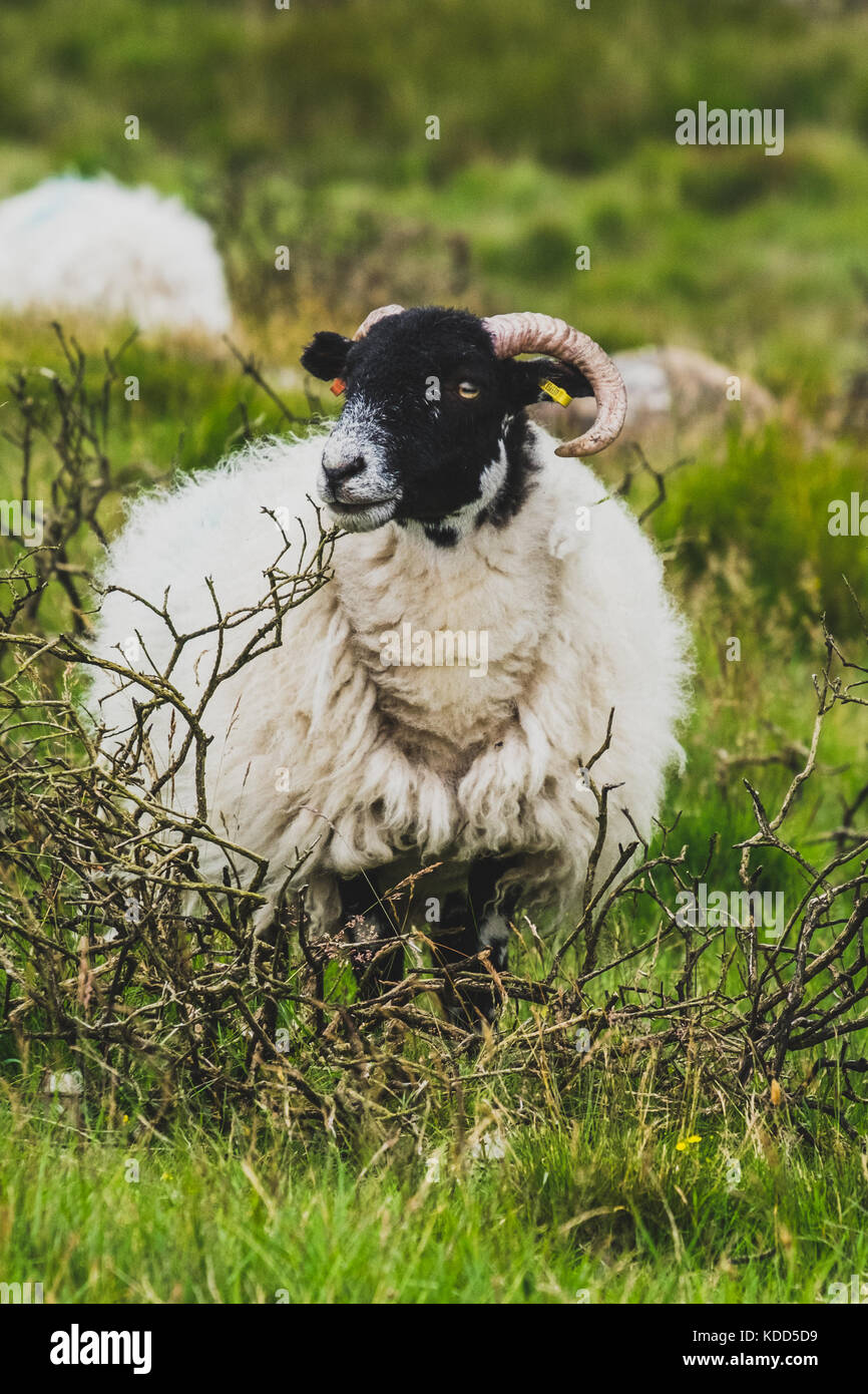 A sheep glancing up from grazing in the Dartmoor National Park, United Kingdom Stock Photo