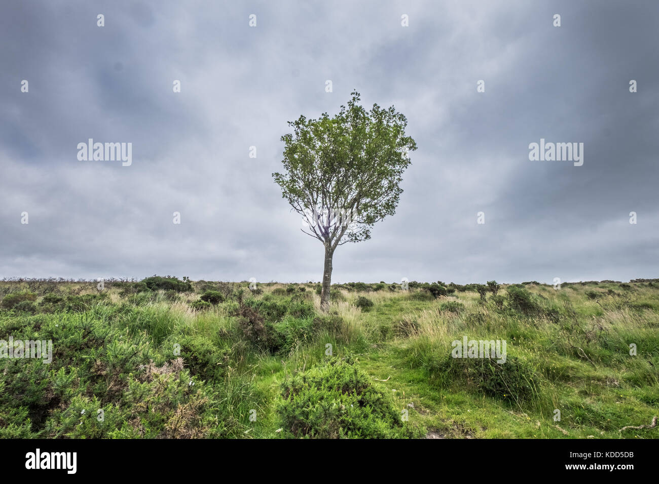 Landscape images of Moorland in Dartmoor, Devon, United Kingdom Stock Photo