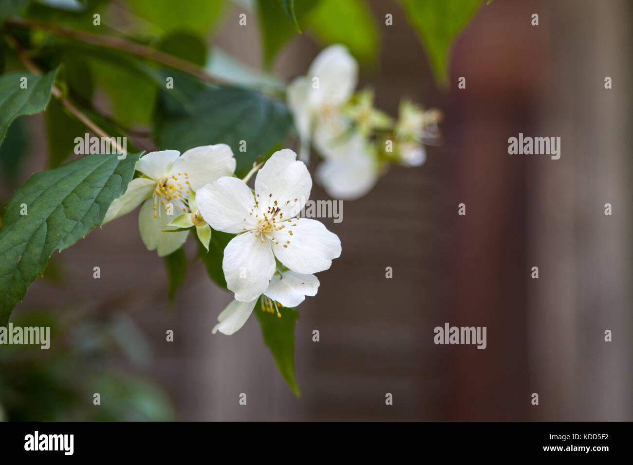 Beautiful white jasmine blossoms. Blurred natural background. Stock Photo