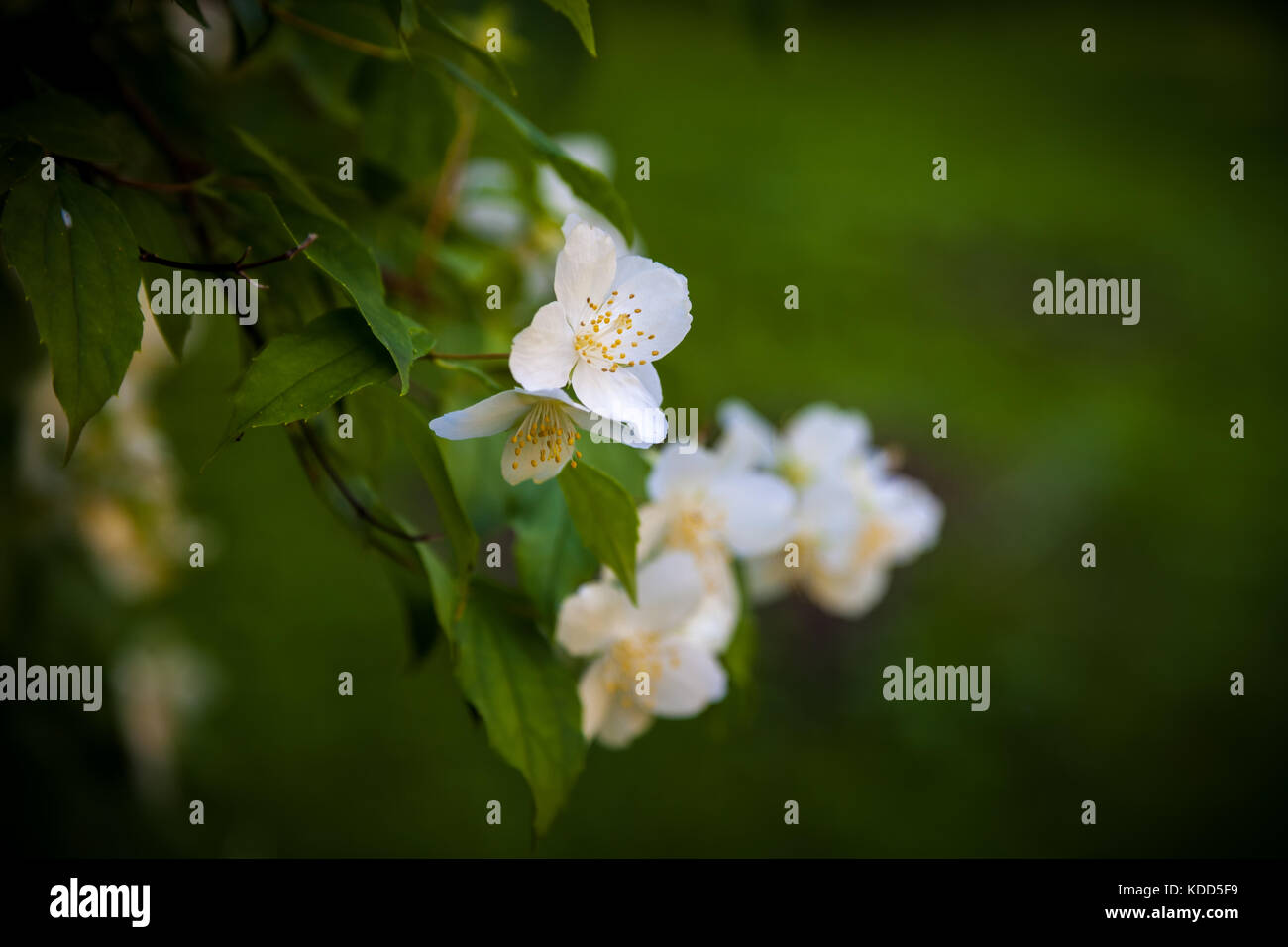 Beautiful white jasmine blossoms. Blurred natural background. Stock Photo
