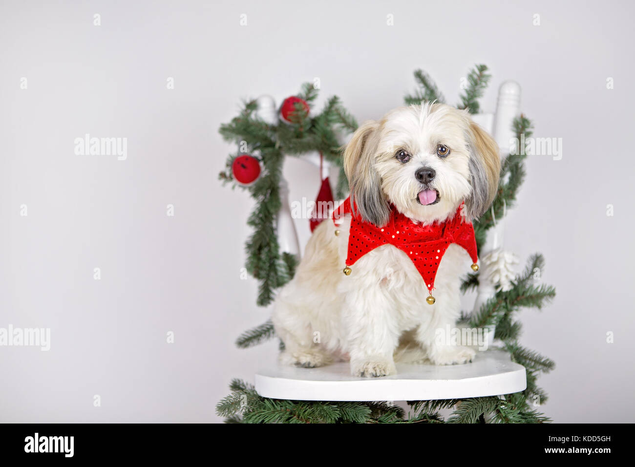 Christmas costume dogs hi-res stock photography and images - Alamy