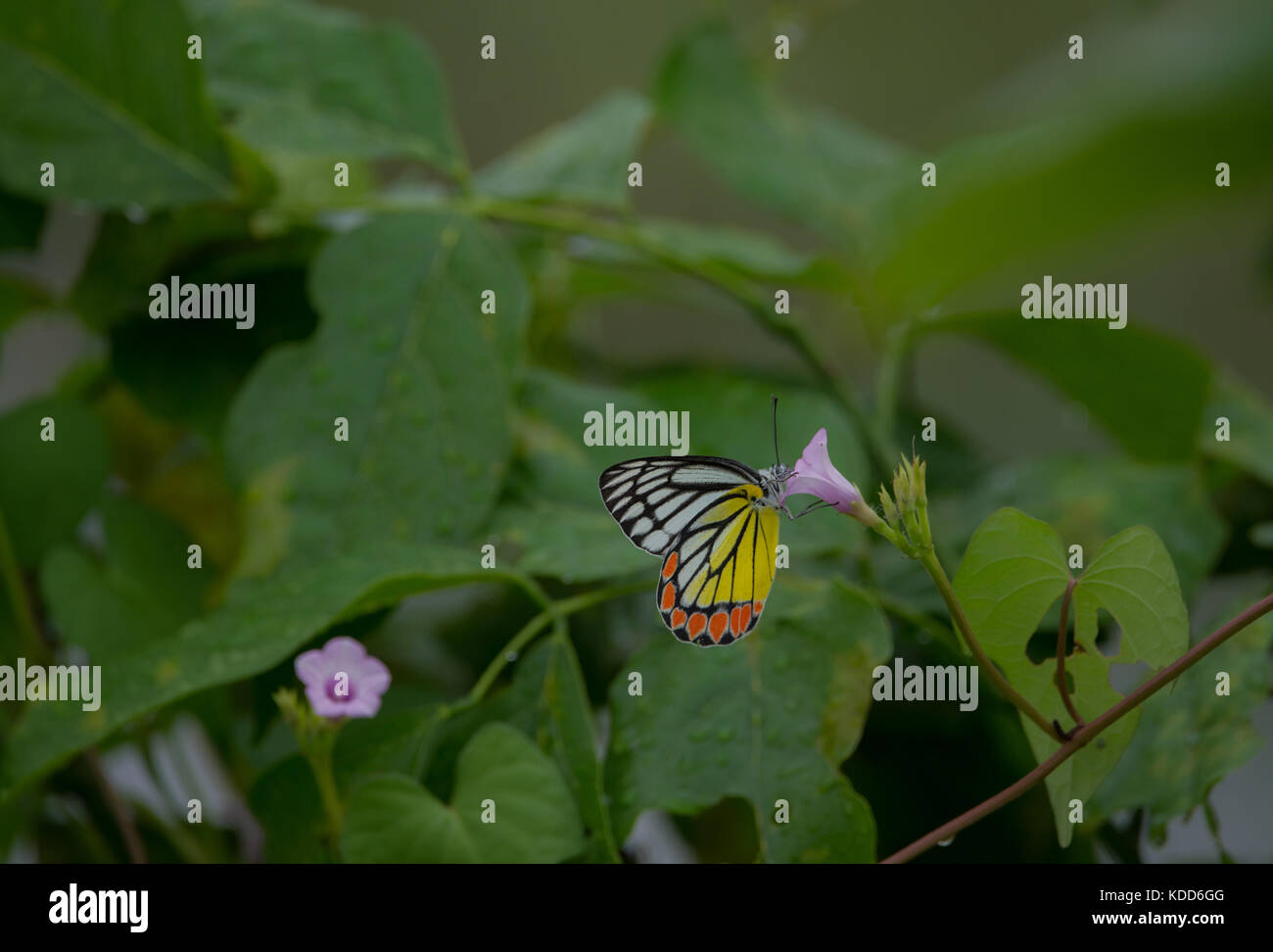 Butterfly sitting on a pink flower Stock Photo - Alamy