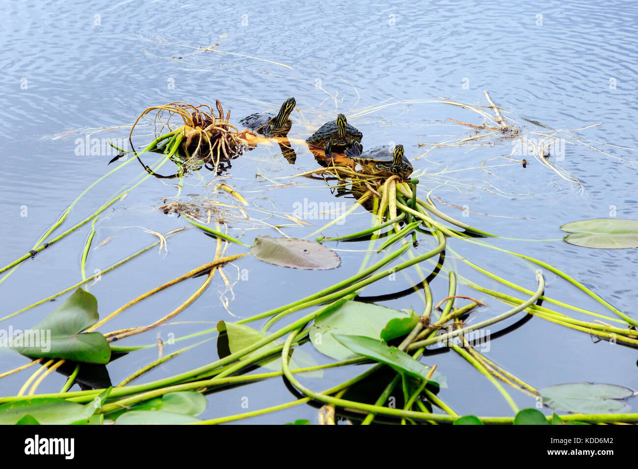 Three adult American painted turtles resting on foliage in a lake