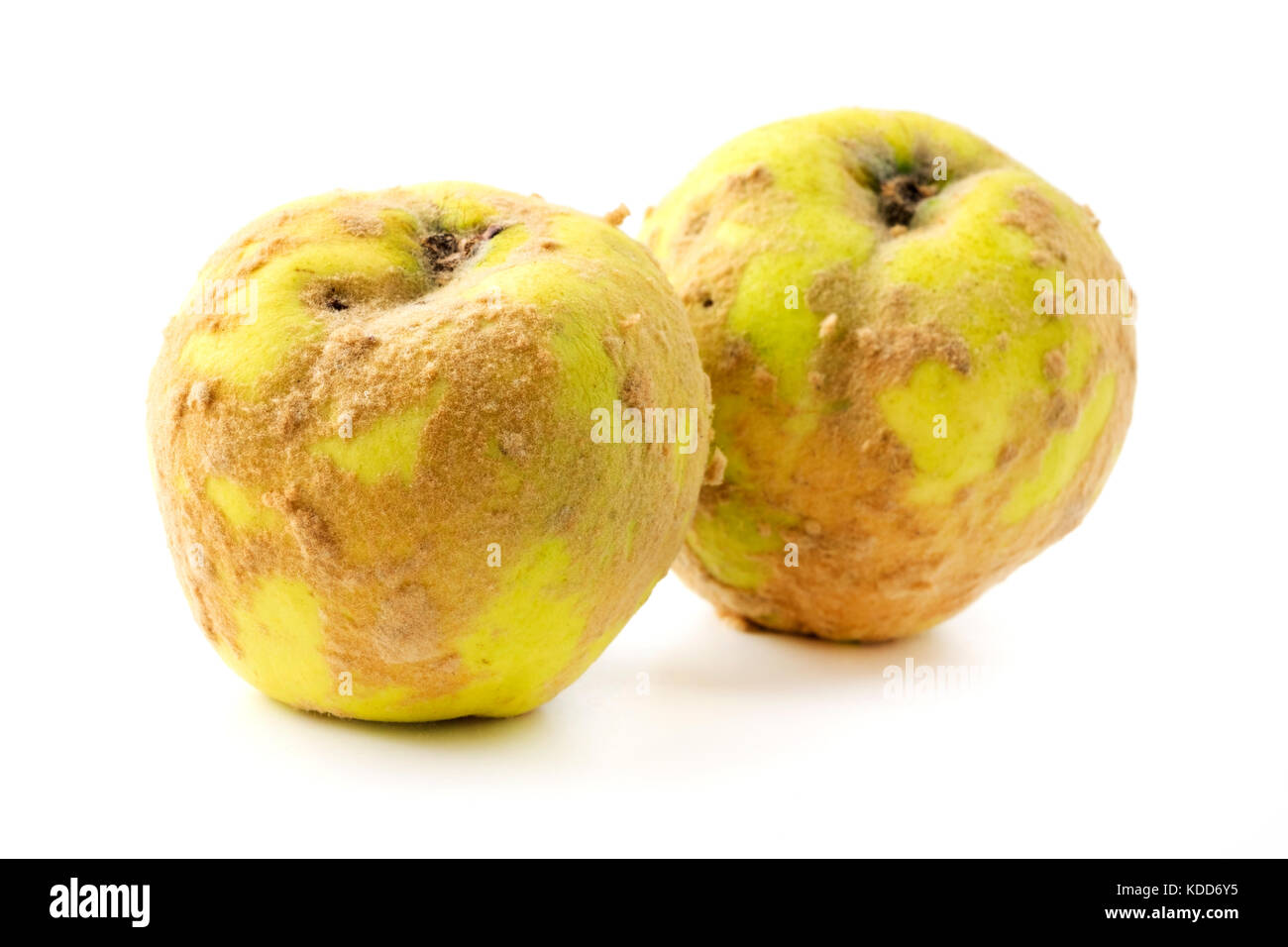 Hairy russian quince on a white background Stock Photo