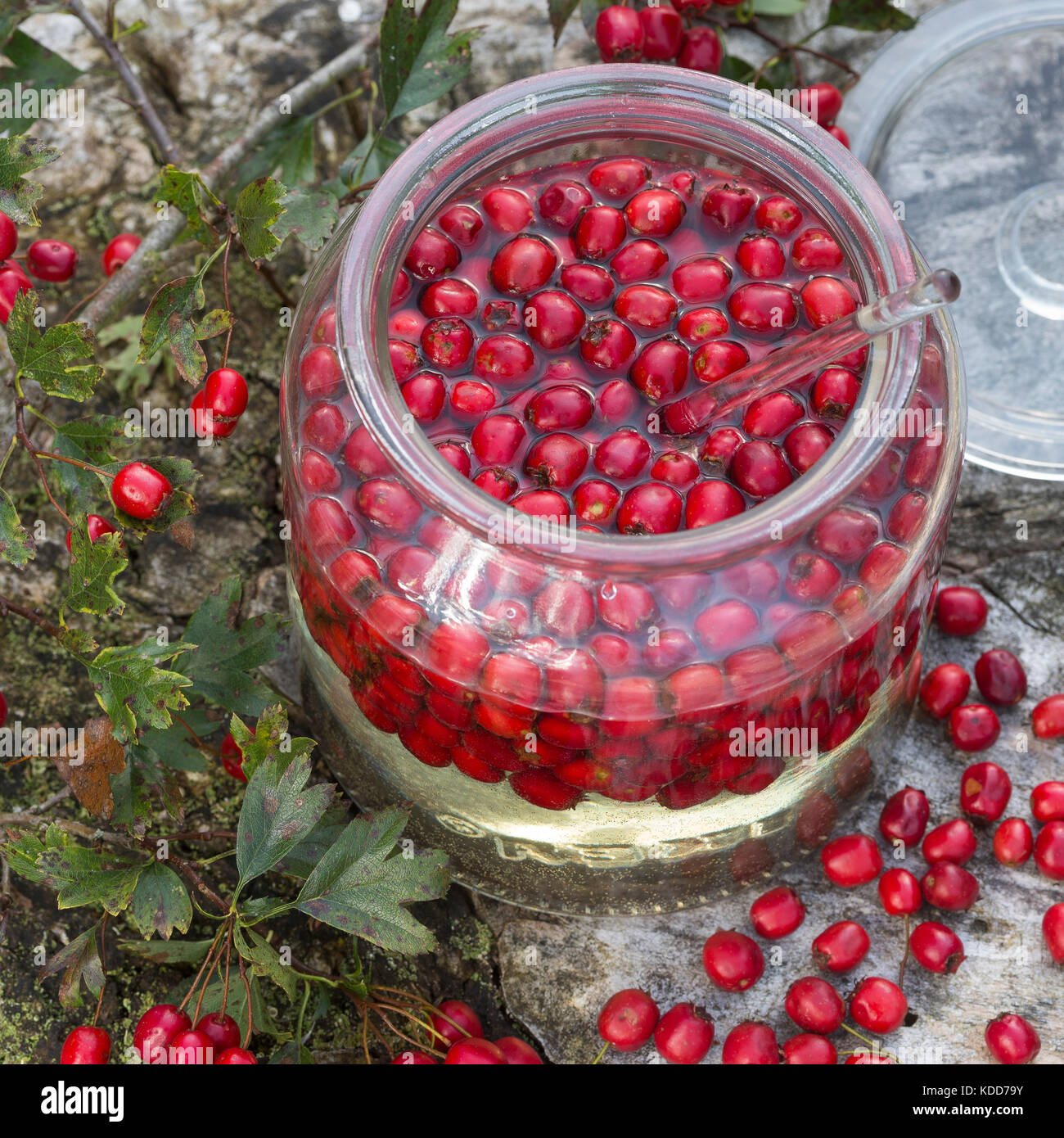 Weißdorn-Wein, Weißdornwein, Weissdorn-Wein, Weissdornwein, Weißdorn-Beeren werden in Weißwein ausgezogen, alkoholischer Auszug, Herzwein, Weißdornbee Stock Photo