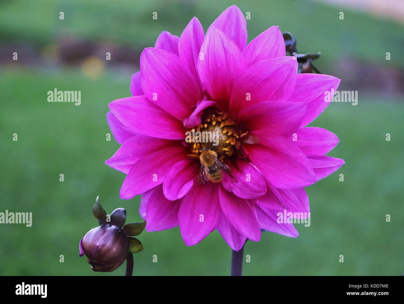 Pink Dahlia with bee Stock Photo