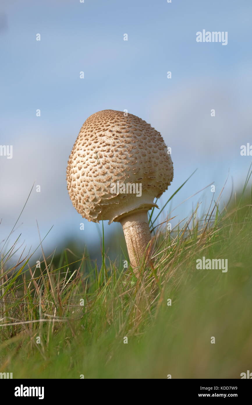 mushroom ball in grass Stock Photo
