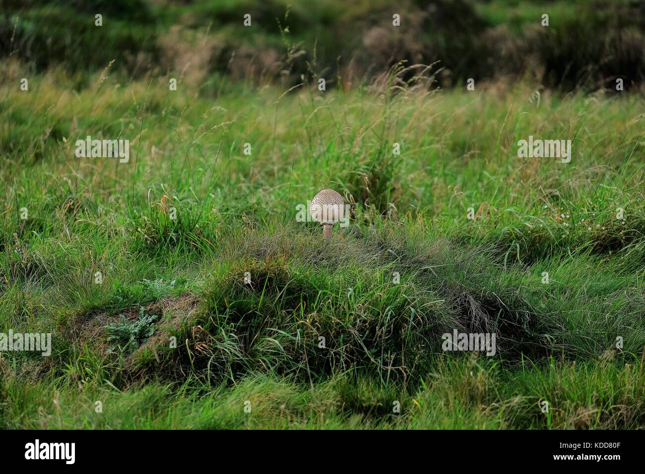 mushroom ball in grass Stock Photo