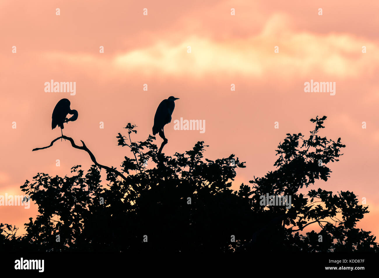 Pair of grey herons (Ardea cinerea) silhouetted preening and sitting in tree. Large birds in the family Ardeidae at dusk on top of oak tree Stock Photo