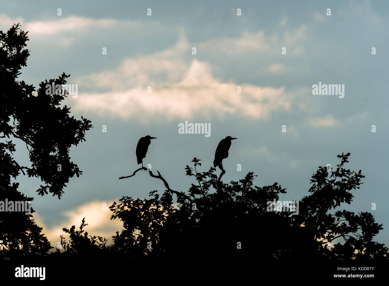 Pair of grey herons (Ardea cinerea) silhouetted sitting on tree. Large birds in the family Ardeidae at dusk on top of oak tree Stock Photo