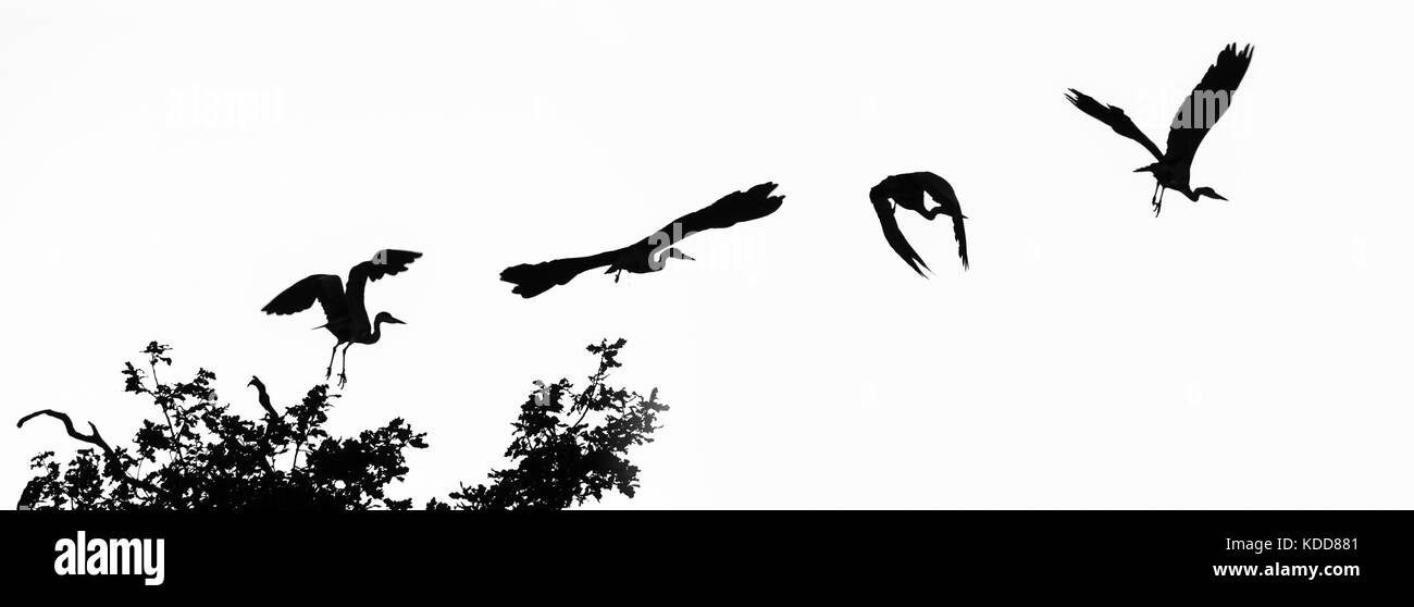 Grey heron (Ardea cinerea) in flight composite. Composite of postions of large bird in the family Ardeidae, moments after taking flight from tree Stock Photo