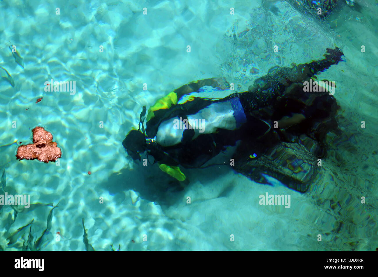 Diver inspecting commercial aquarium for maintenance Stock Photo Alamy