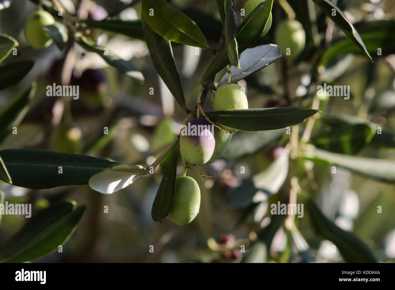 Oliven am Baum in einer Plantage bei Limone sul Garda  / Der Gardasee (Lago di Garda) mit seiner Bilderbuchlandschaft ist der groesste See Italiens un Stock Photo