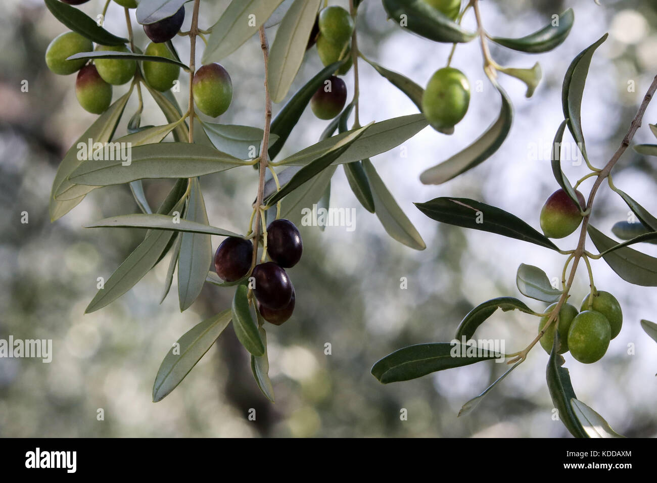 Oliven am Baum in einer Plantage bei Limone sul Garda  / Der Gardasee (Lago di Garda) mit seiner Bilderbuchlandschaft ist der groesste See Italiens un Stock Photo