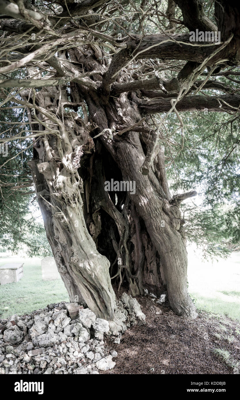 Ancient hollow yew tree in the graveyard of St Mary Stelling Church in Stelling Minnis, Kent, UK Stock Photo