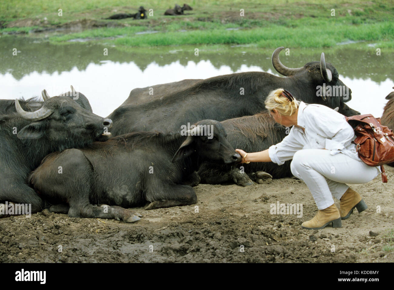 Kis-Balaton, Kleiner Balaton, Nationalpark, Wasserbüffelreservat Magyarod  in Kapolnaspuszta, Touristin mit Wasserbüffel Stock Photo - Alamy