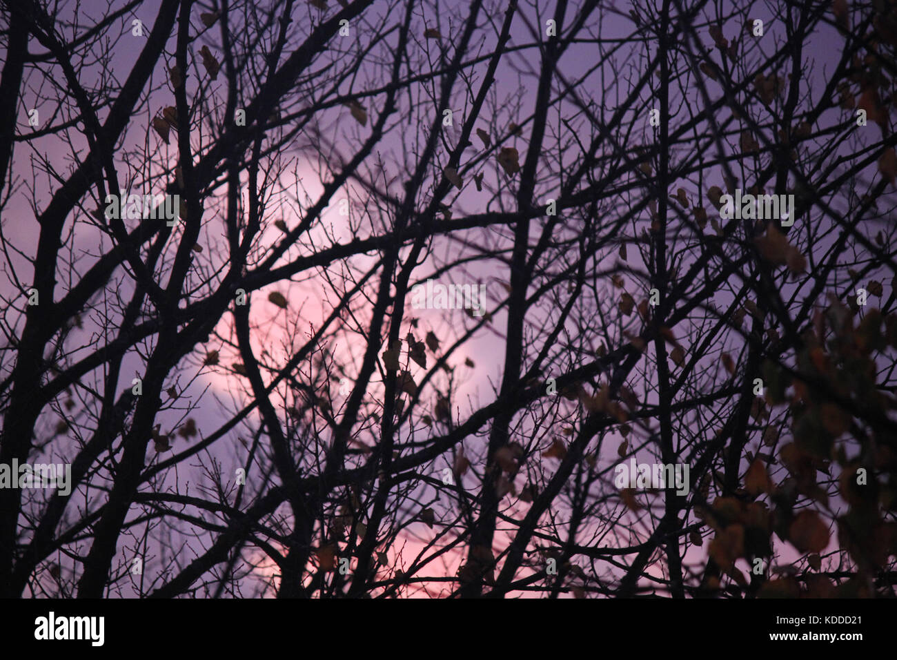tree branches at sunset Stock Photo