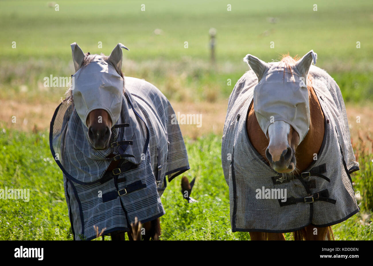 Head Covered Horses in Saskatchewan Canada summer Stock Photo Alamy