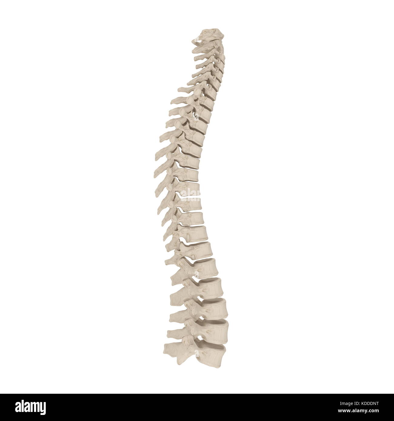 Human Spinal Cord on white. 3D illustration Stock Photo