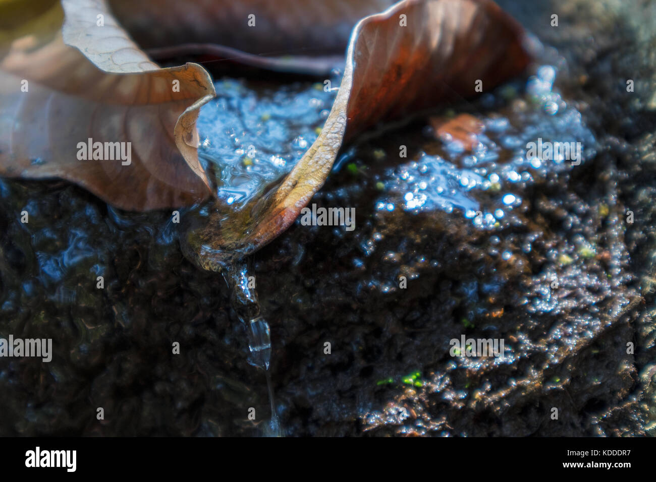 Clear liquid dripping from transparent hi-res stock photography and ...