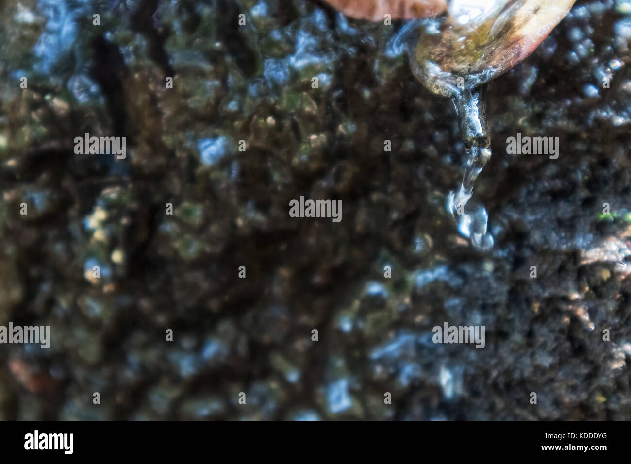 Clear liquid dripping from transparent hi-res stock photography and ...