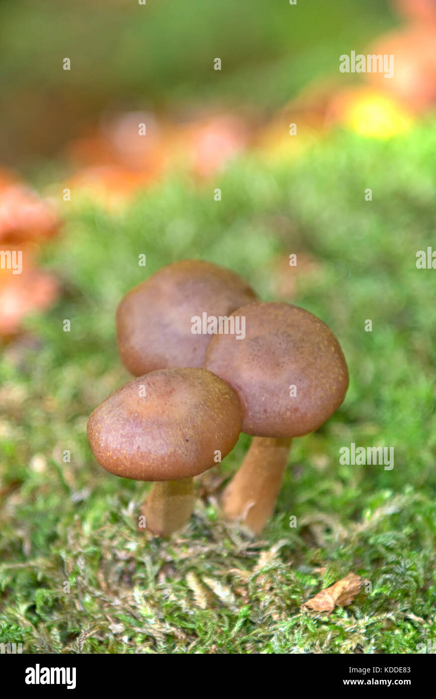 Forest Mushrooms in National Park Risnjak, Croatia Stock Photo