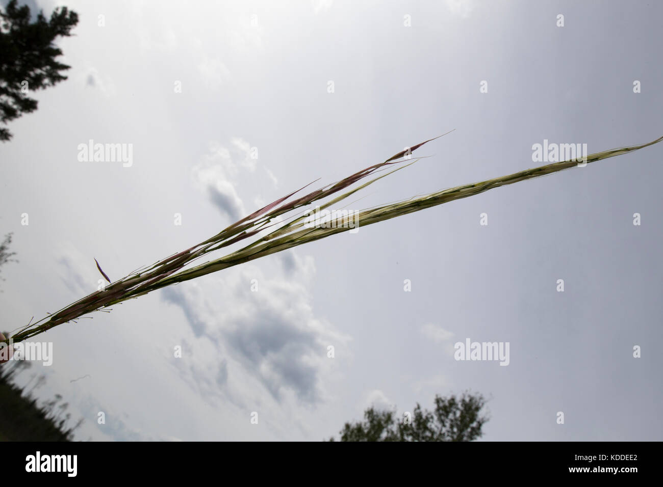 Wild rice harvest canada hi-res stock photography and images - Alamy