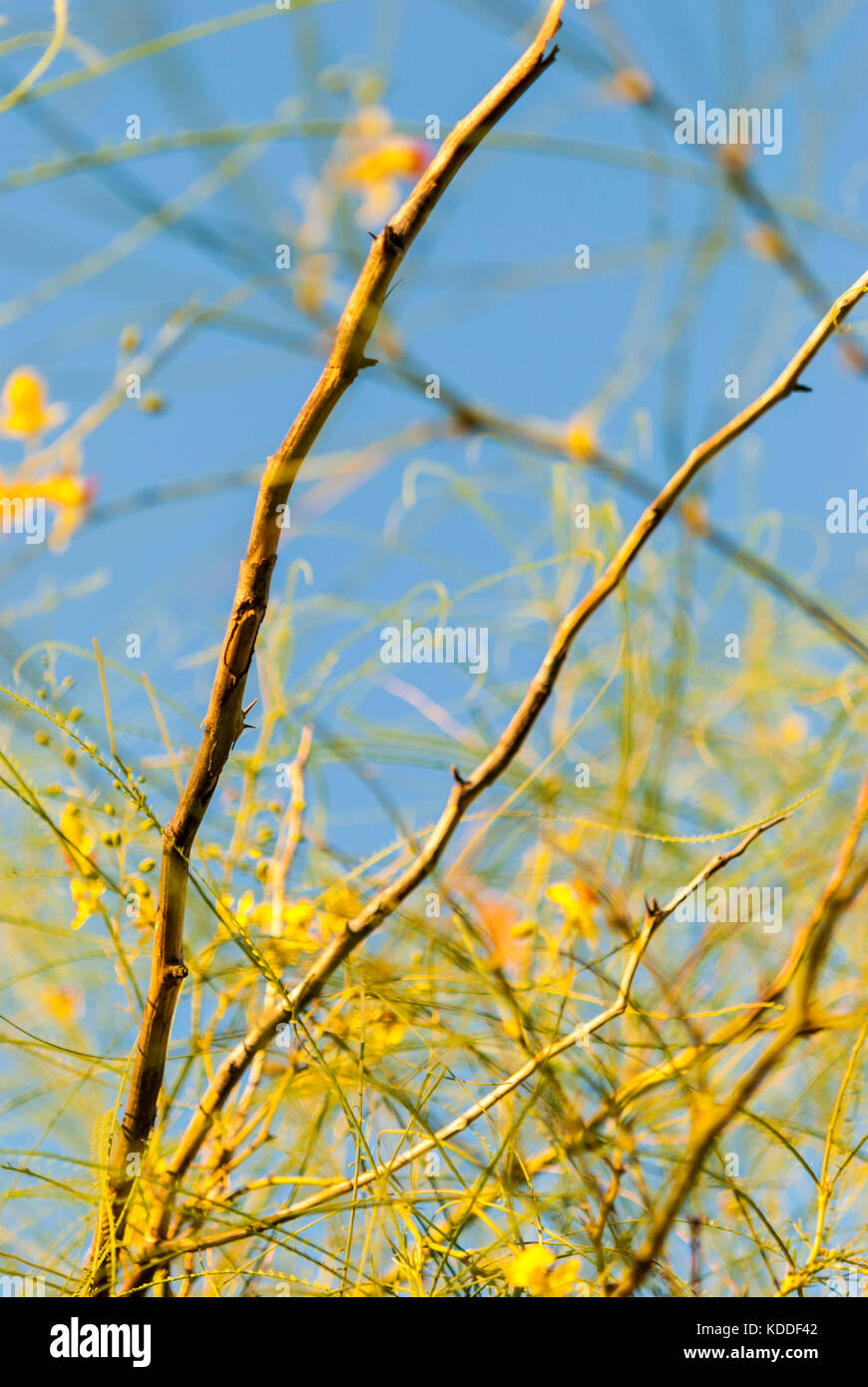 Desert Museum Palo Verde tree branches with flowers and blue sky background close-up Stock Photo