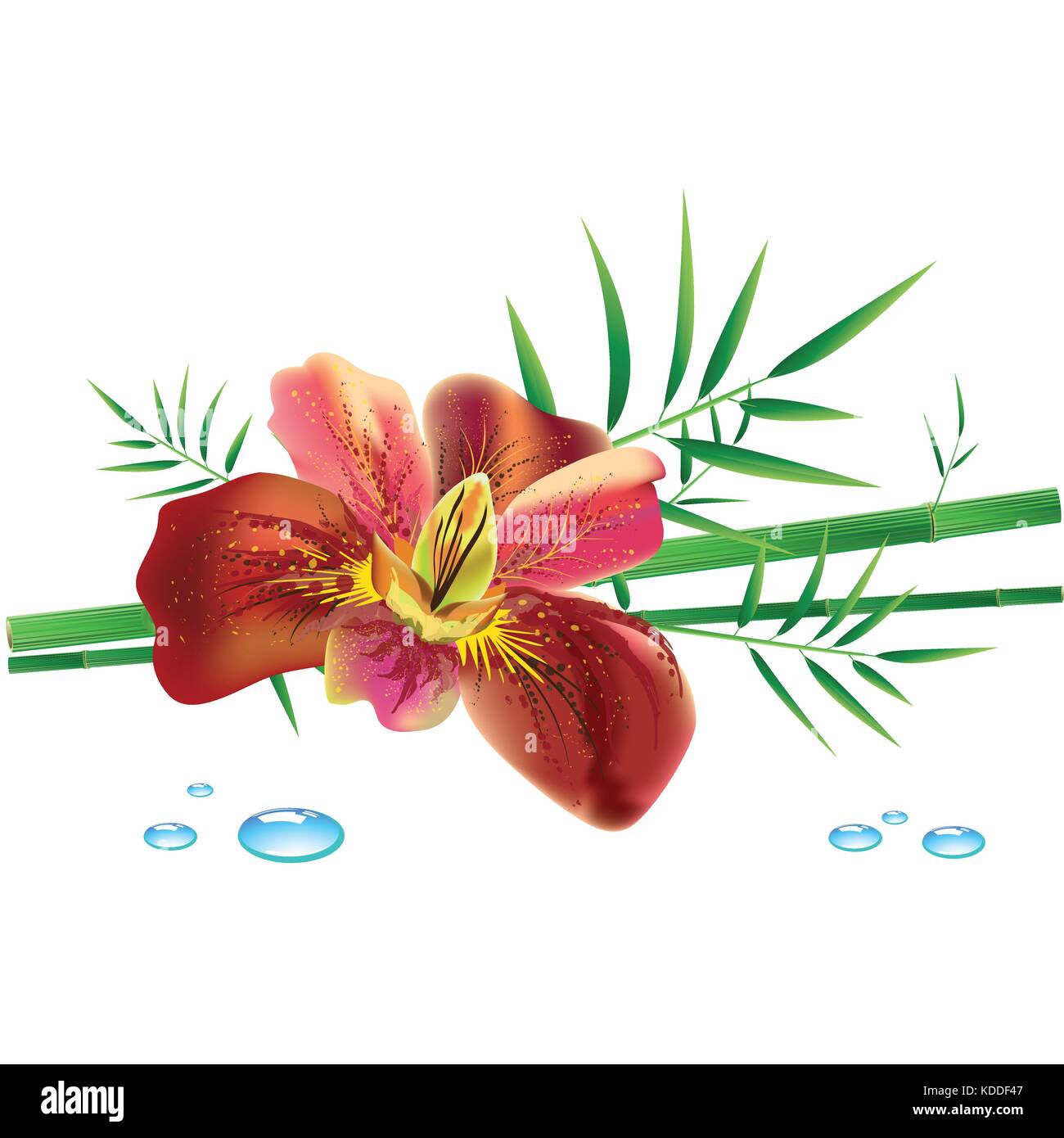 Bamboo and flower on white background, vector illustration Stock Vector