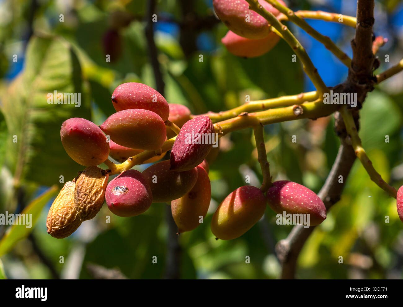 Pistachio Tree Stock Photo Alamy