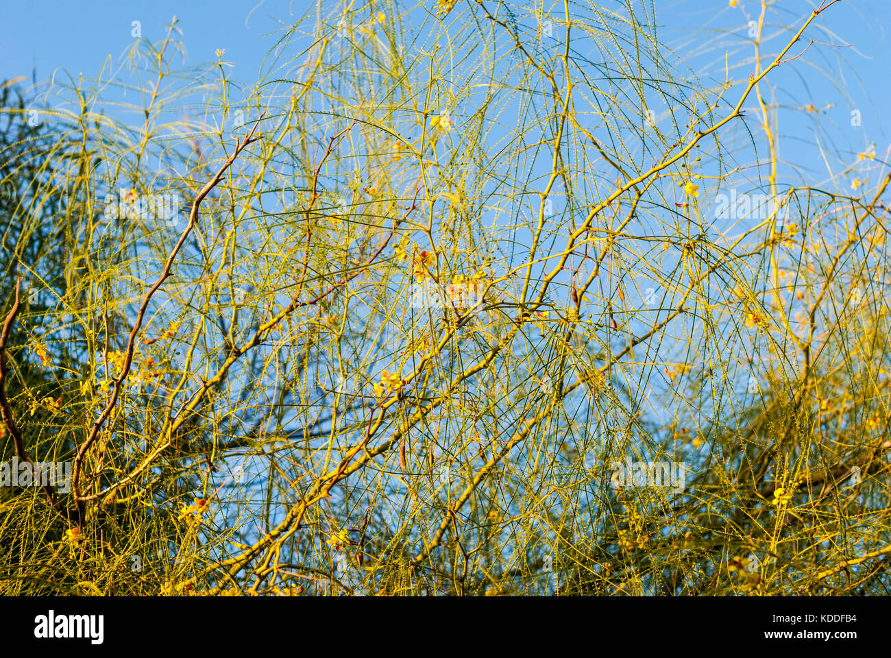 Desert Museum Palo Verde tree branches with flowers and blue sky background close-up Stock Photo