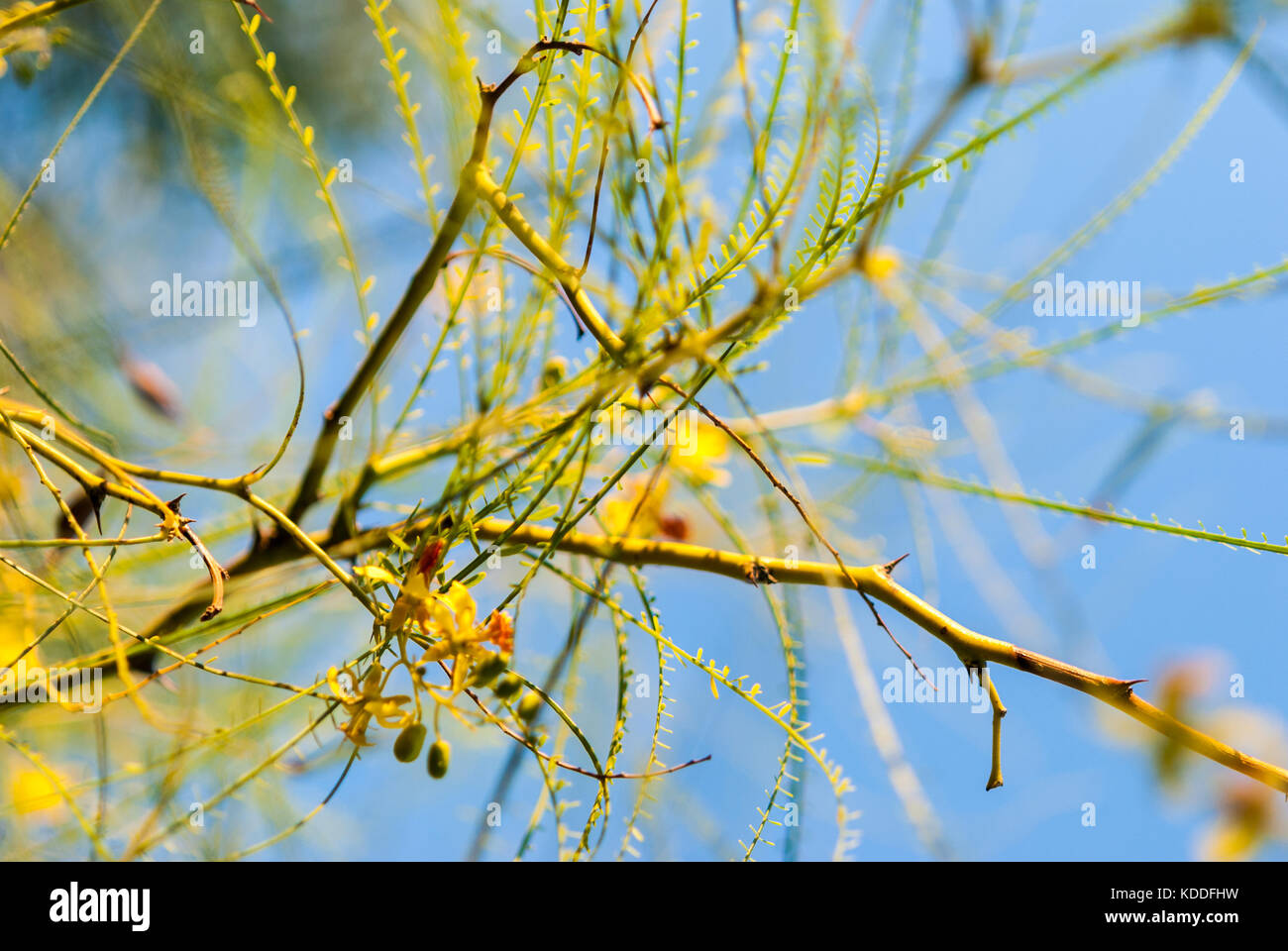 Desert Museum Palo Verde tree branches with flowers and blue sky background close-up Stock Photo