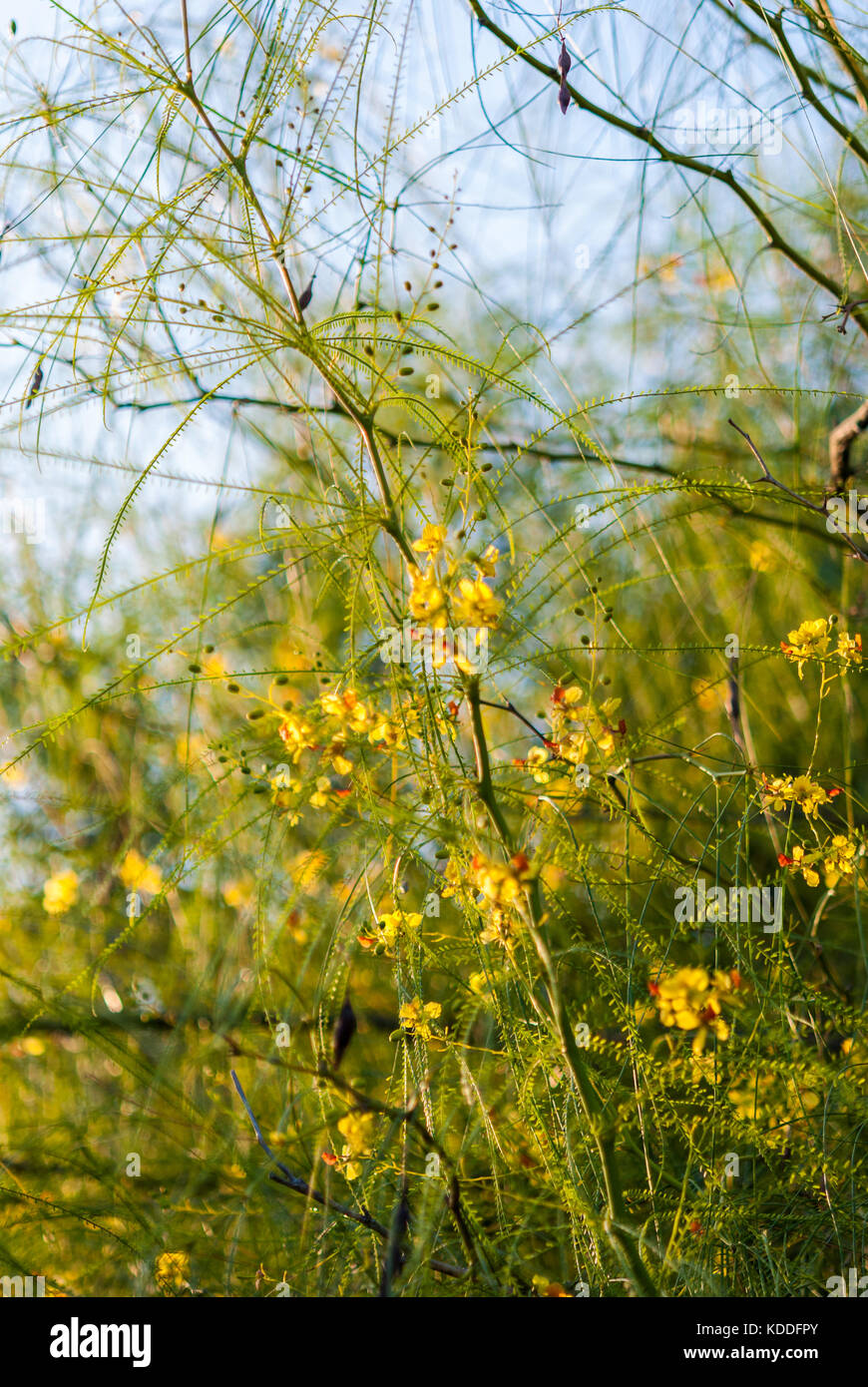 Desert Museum Palo Verde tree branches with flowers close-up Stock Photo