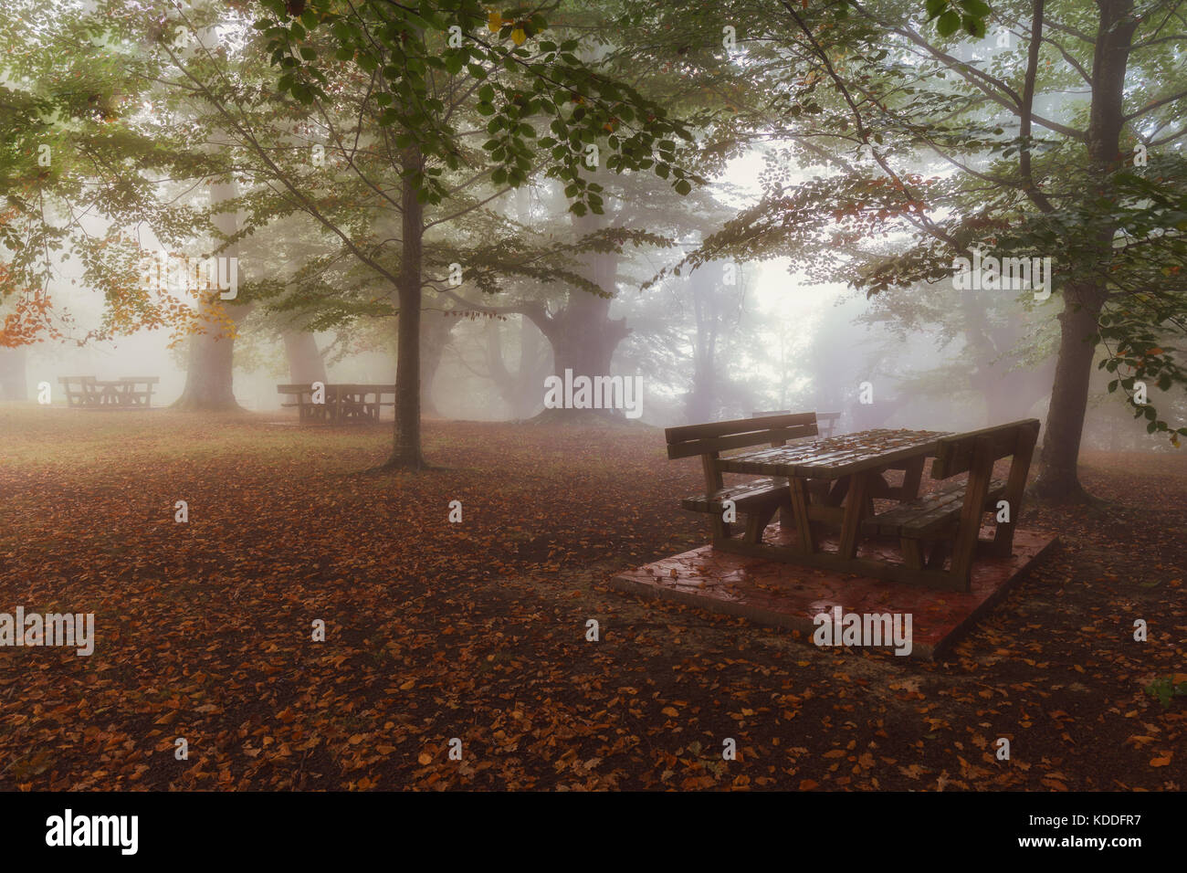 Picnic area in a foggy forest in autumn Stock Photo