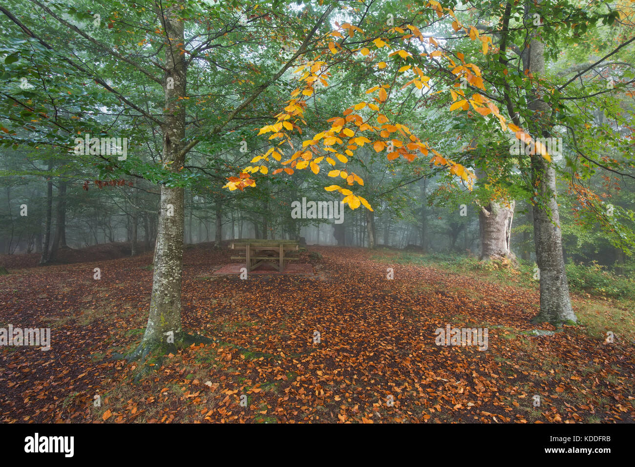 Picnic area in a foggy forest in autumn Stock Photo